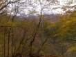 View of forest from within the Ardennes